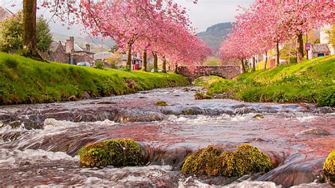 3840x2160px | free download | HD wallpaper: iwakuni, japan, cherry blossom, april, spring ...