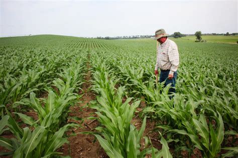 Corn Farming Boosts The Global Carbon Cycle | KUNC