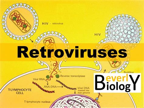 Retroviruses - YouTube