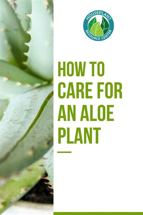 How to Care for an Aloe Plant | Houseplant Resource Center