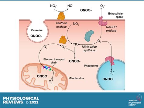 The superoxide radical switch in the biology of nitric oxide and peroxynitrite | Physiological ...