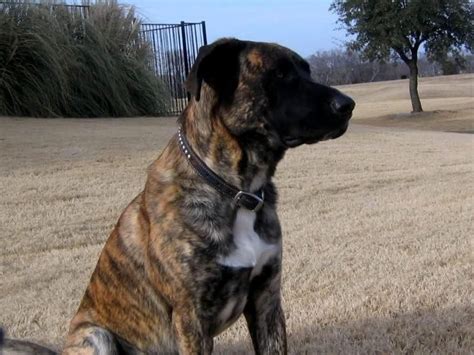 Related Post from Facts about German Shepherd Mastiff Mix to Note