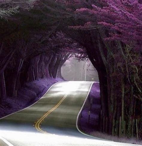 ♻ A purple tree tunnel in Portugal ~ | Beautiful places, Nature, Tree tunnel