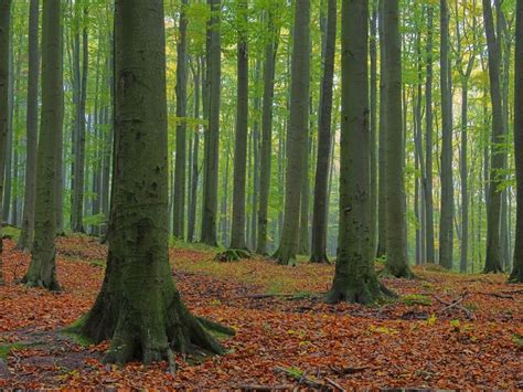 The ancient beech forests of Germany represent one of Europe's purest ...