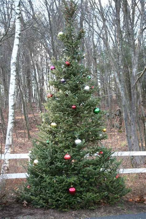 25 Amazing Outdoor Christmas Tree Decorations Ideas - MagMent