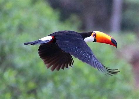 Toucan by Charles J Sharp | Weird birds, Animal wallpaper, Pet birds