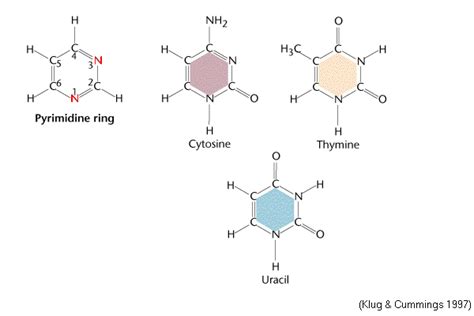 Pyrimidine bases