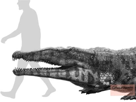 Smilosuchus a giant phytosaur from the late Triassic that may have ...