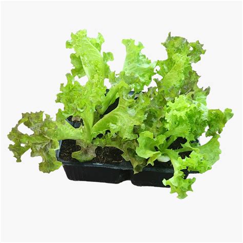 Green Leaf Lettuce | Green Salad Plant | Halaplants.ae