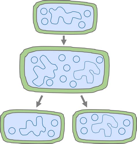 Culturing Microorganisms Questions and Revision | MME