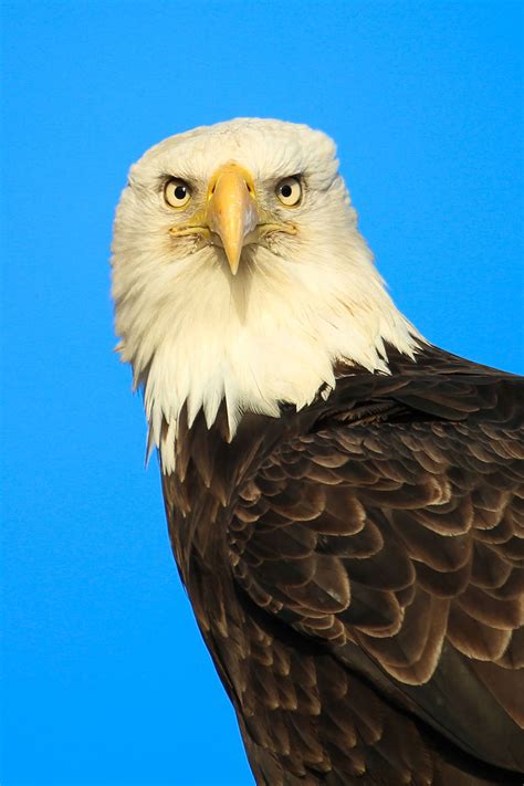 American Bald Eagle – Conservation Connect