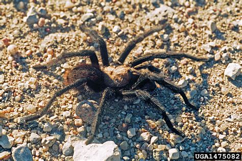 Oklahoma brown tarantula (Aphonopelma hentzi)