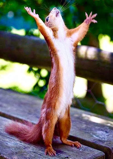 Hallelujah squirrel! | Funny animal memes, Happy squirrel, Funny animals