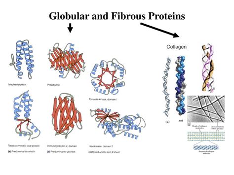 33+ Fibrous Protein In The Hair PNG - dadevil-deyyam