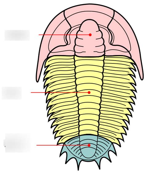 Trilobite Morphology Diagram | Quizlet