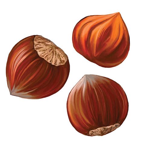 Hazelnut Clip Art, Vector Images & Illustrations - iStock