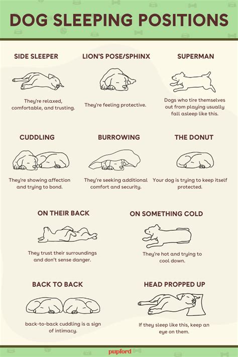 6 doggy sleeping positions that tell us a lot about our beloved pup – Artofit