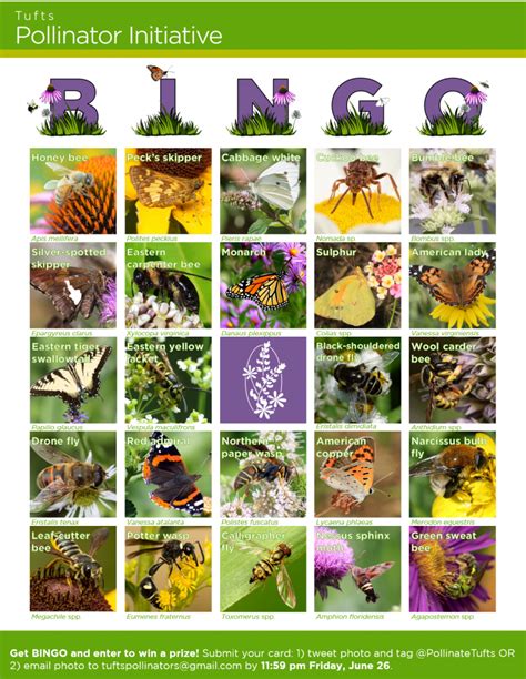 Pollinator Week BINGO!