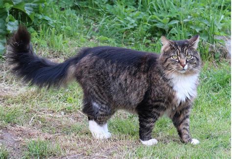 A Norwegian Forest cat in the UK—the breed overview