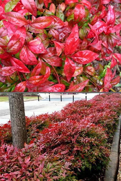 Buy Firepower Dwarf Nandina For Sale Online From Wilson Bros Gardens