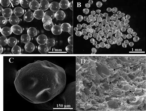 Morphology and cross-section structure of alginate beads. Optical ...