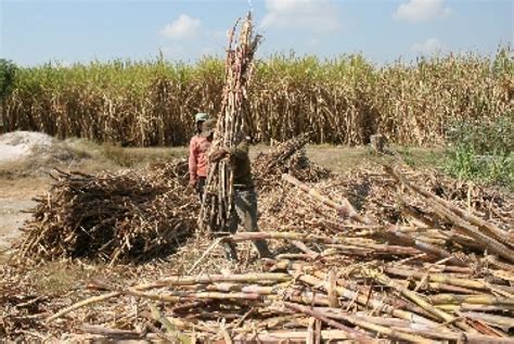 Ampas Tebu Memenuhi Persyaratan Halal Sebagai Sumber Bahan Baku Sediaan Farmasi - Jurnal9.com