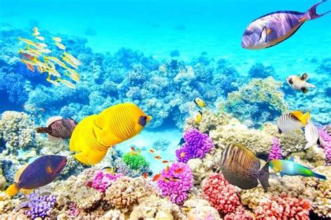 Great Barrier Reef In Australia: All About The Stunning Reef!