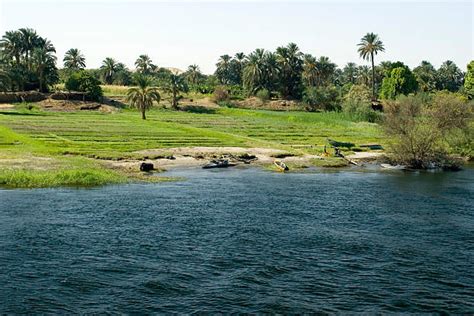 Nile River Agriculture Stock Photos, Pictures & Royalty-Free Images - iStock