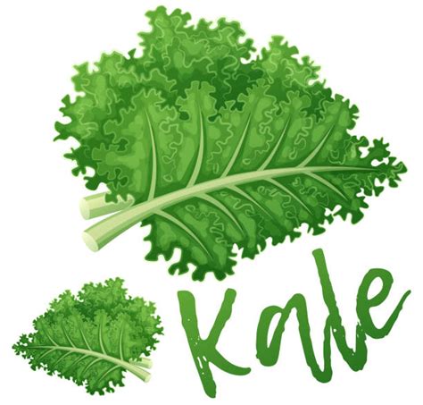 Kale Illustrations, Royalty-Free Vector Graphics & Clip Art - iStock