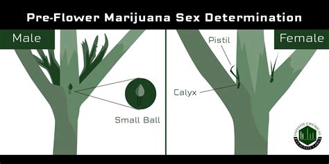 Male Vs Female Cannabis Plant And Sexing Guide | Hot Sex Picture