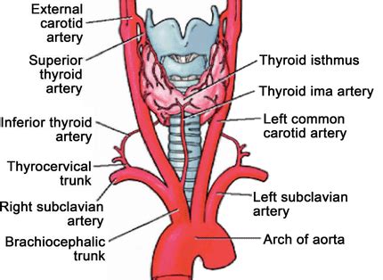 Thyroid ima artery - Wikiwand