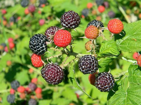 Bristol Floricane Producing Organic Black Raspberry Plant - Backyard Berry Plants