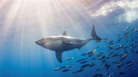 Great White Shark Wallpaper - WallpaperSafari