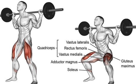 Low Bar Squat – Muscles Worked, How-To, Benefits, and Alternatives ...