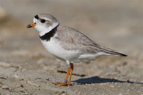 Endangered piping plover spotted on Duluth shores – InfoSuperior