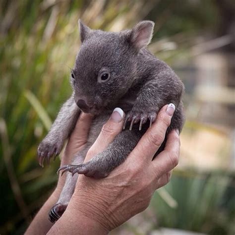 Discover Tasmania on | Australia animals, Baby wombat, Baby animals