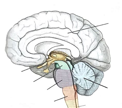 Anatomie Encephalon Diagram | Quizlet