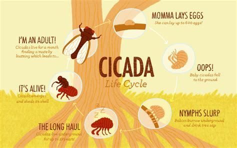 Urban Buzz: Citizen Science with Cicadas – Students Discover