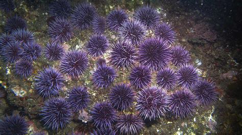 Purple Sea Urchins