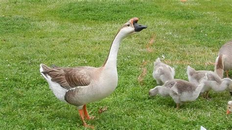 Baby Chinese Geese - Canyon Lake, CA - YouTube