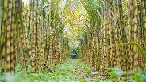 Sugarcane is an example of a versatile and renewable crop - Biopacktech Co.,Ltd