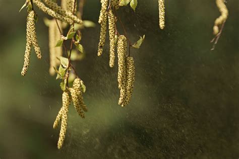 Birch Tree Pollen Stock Photos, Pictures & Royalty-Free Images - iStock