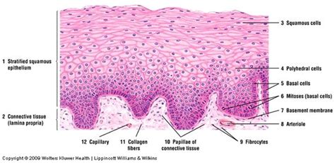 Nonkeratinized stratified squamous epithelium | Epitelio escamoso estratificado, Célula animal ...