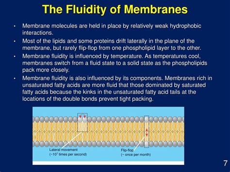 PPT - Cell Membrane Structure and Function PowerPoint Presentation, free download - ID:583759