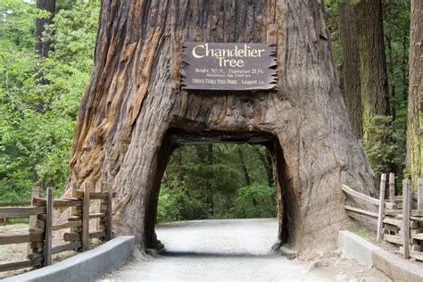 Chandelier Tree: Drive Thru One of California's Most Famous Redwood ...