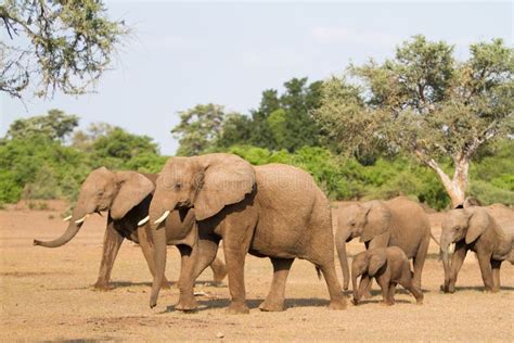 Elephant Herd Stock Photography - Image: 23147012