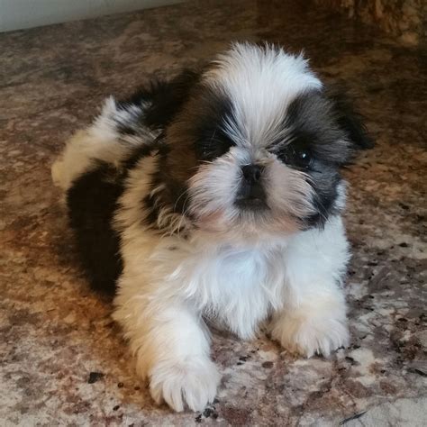 Buy show quality shih-tzu puppy MALE SHIH-TZU PUPPIES FOR SALE