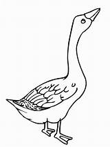 Geese Coloring Pages  Best For Kids sketch template