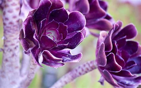 HD wallpaper: Lovely Deep Purple Flowers, purple succulent, nature ...