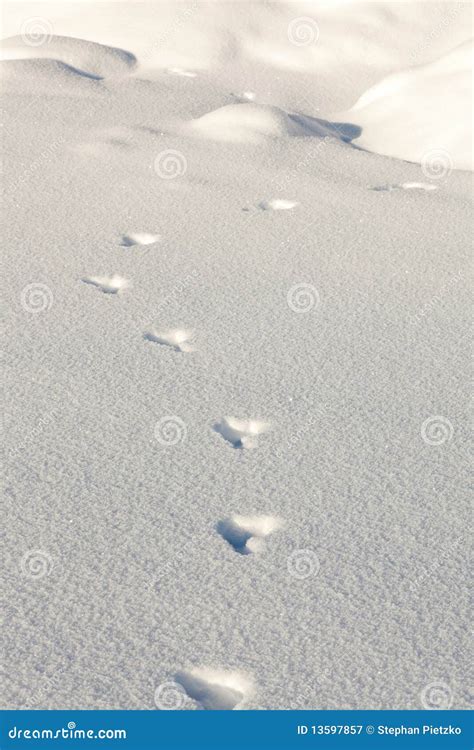 Snowshoe Hare Tracks In The Snow Royalty Free Stock Photography - Image: 13597857